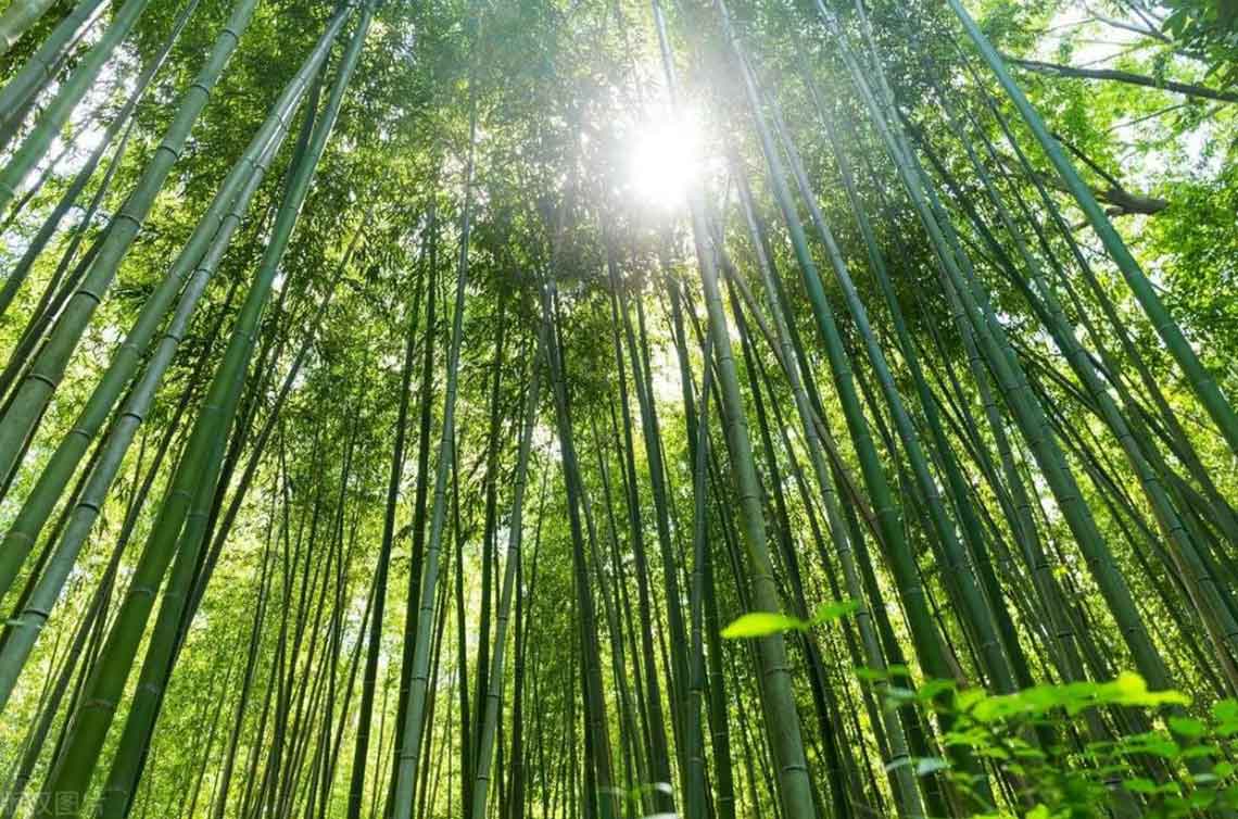 竹子种植