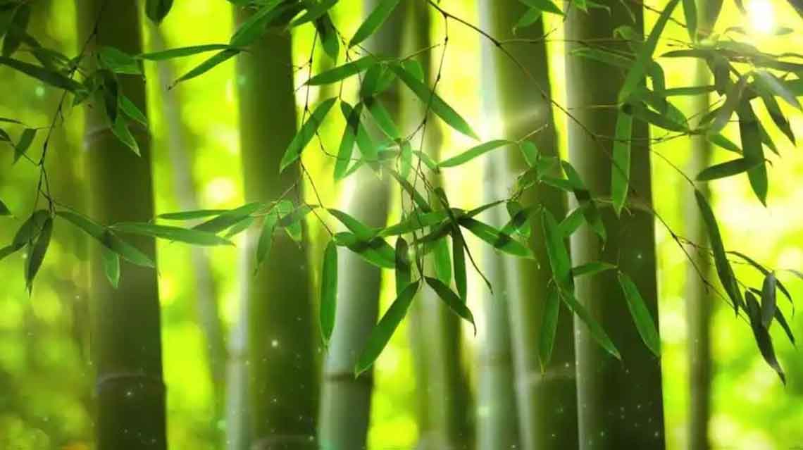 竹子绿化环境
